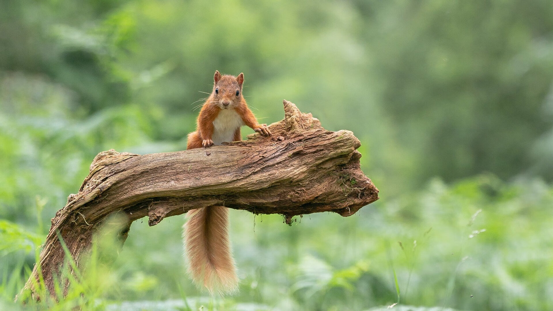 中国足球海外比赛交流活动频繁增多,中国足球国外