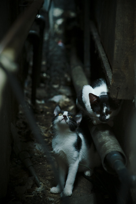 kaiyun体育app-塞内加尔男足在巴黎奥运会比赛中以2-1战胜阿根廷，塞内加尔男足世界排名